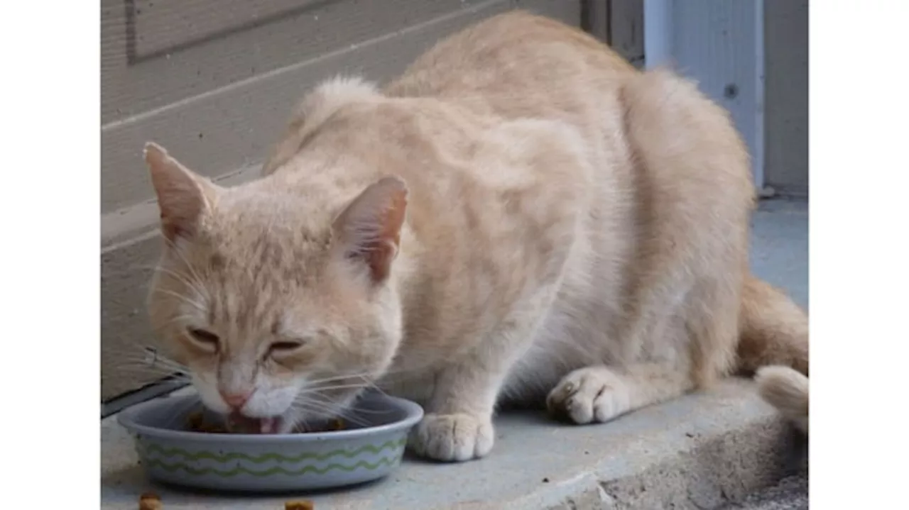 Mitos atau Fakta Kucing Tak Suka Minum?