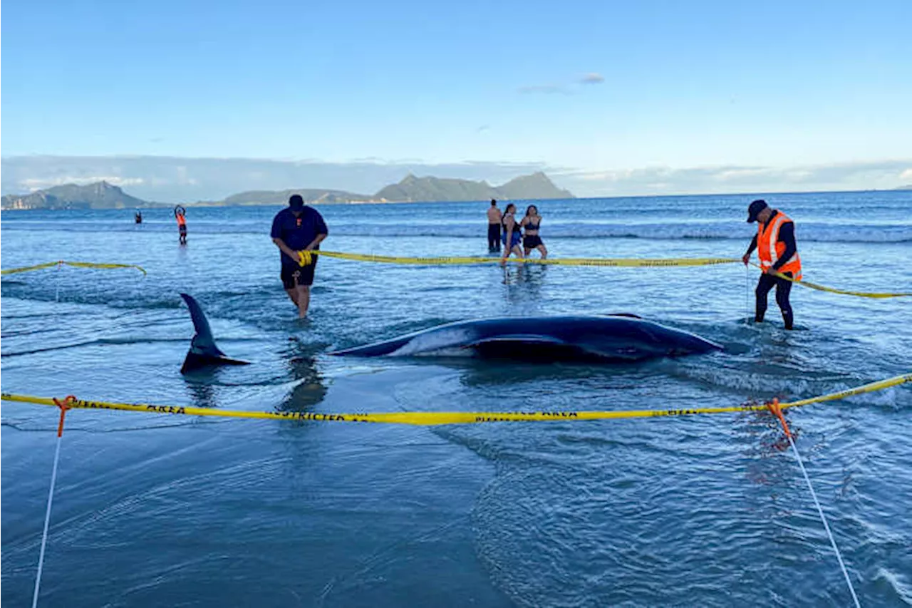 New Zealanders help to save about 30 whales after a pod strands on a beach