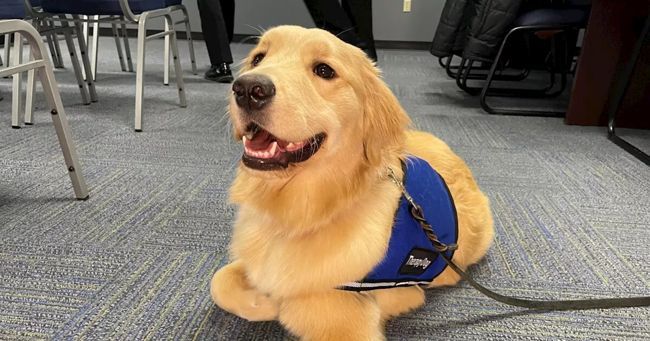 IMPD swears in new therapy dog, Officer Grace Luna