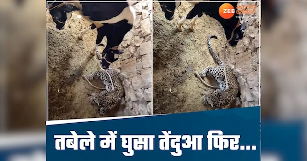 Viral Video: जब तबेले में घुस गया खतरनाक तेंदुआ, फिर गाय ने किया ऐसा काम, देखकर लोग रह गए दंग