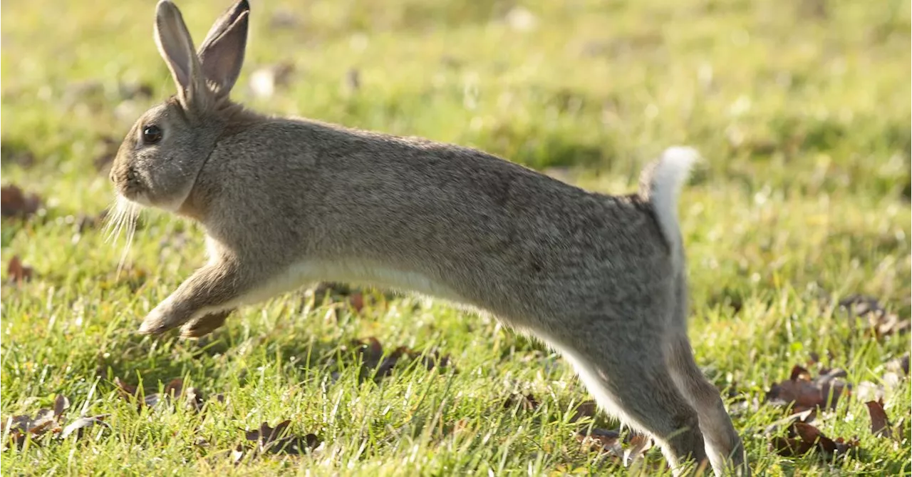 Plan to fight growing population of 'ineradicable' pest in WA