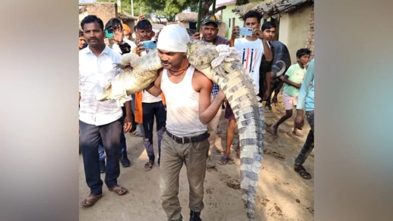 बीस फीट लंबा मगरमच्छ कंधे पर लादा, फिर नदी तक छोड़ने पहुंचा युवक, Video देख दंग रह गए लोग