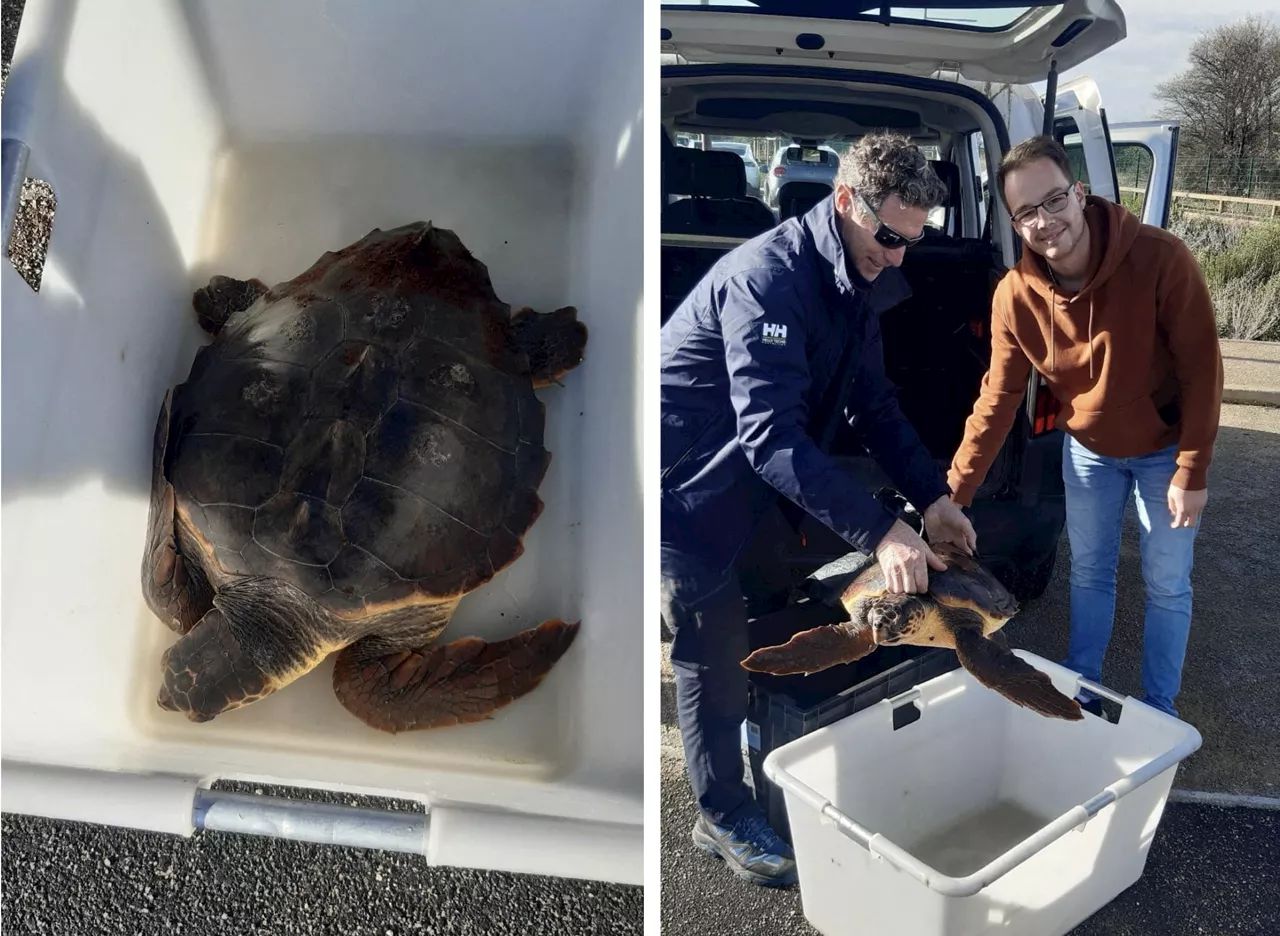 Cette tortue était 'noyée et épuisée' : le réflexe héroïque des pêcheurs des Pyrénées-Orientales