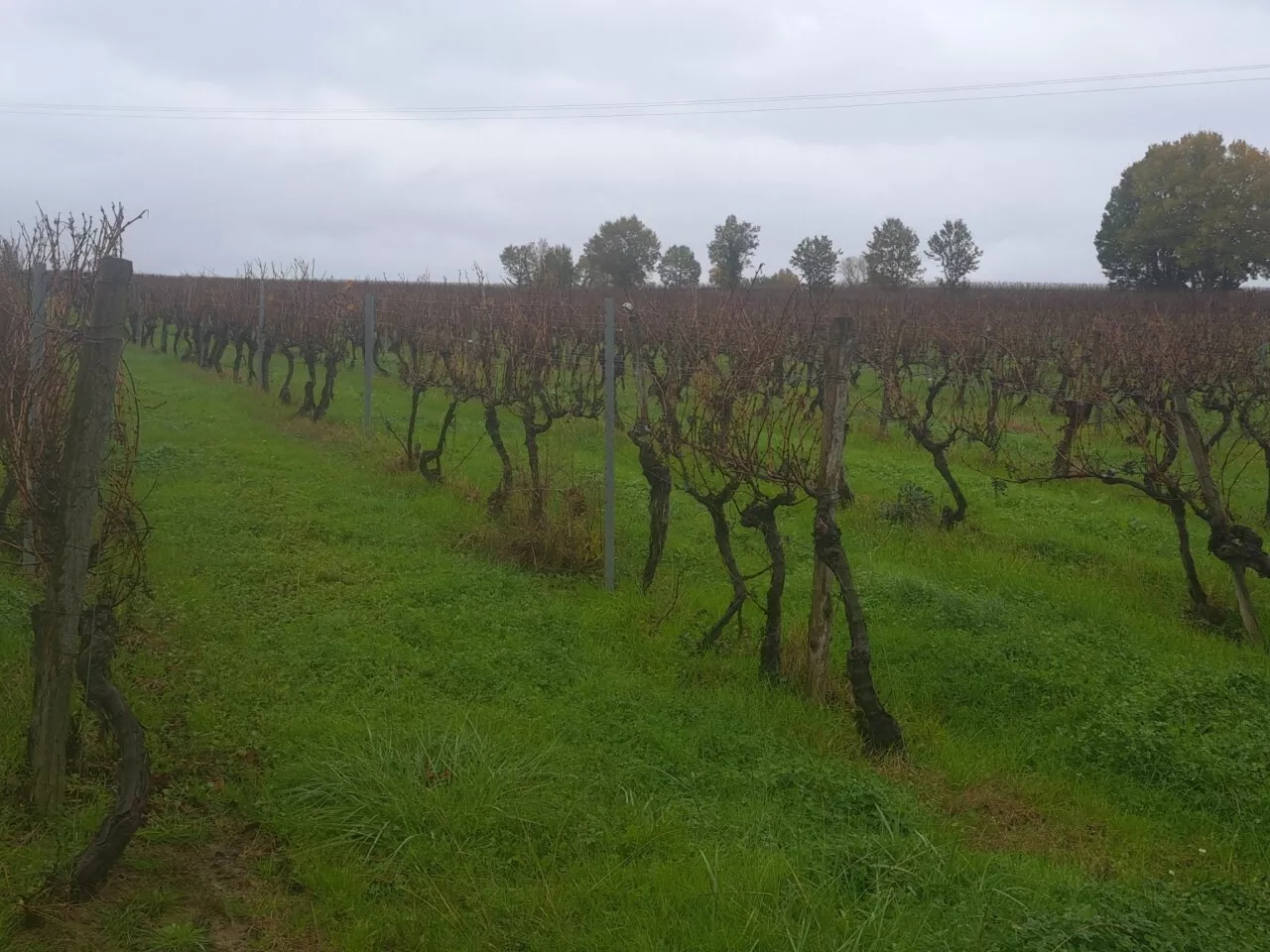 Dans ce petit coin de Gironde, les projets agrivoltaïques se multiplient et divisent les habitants