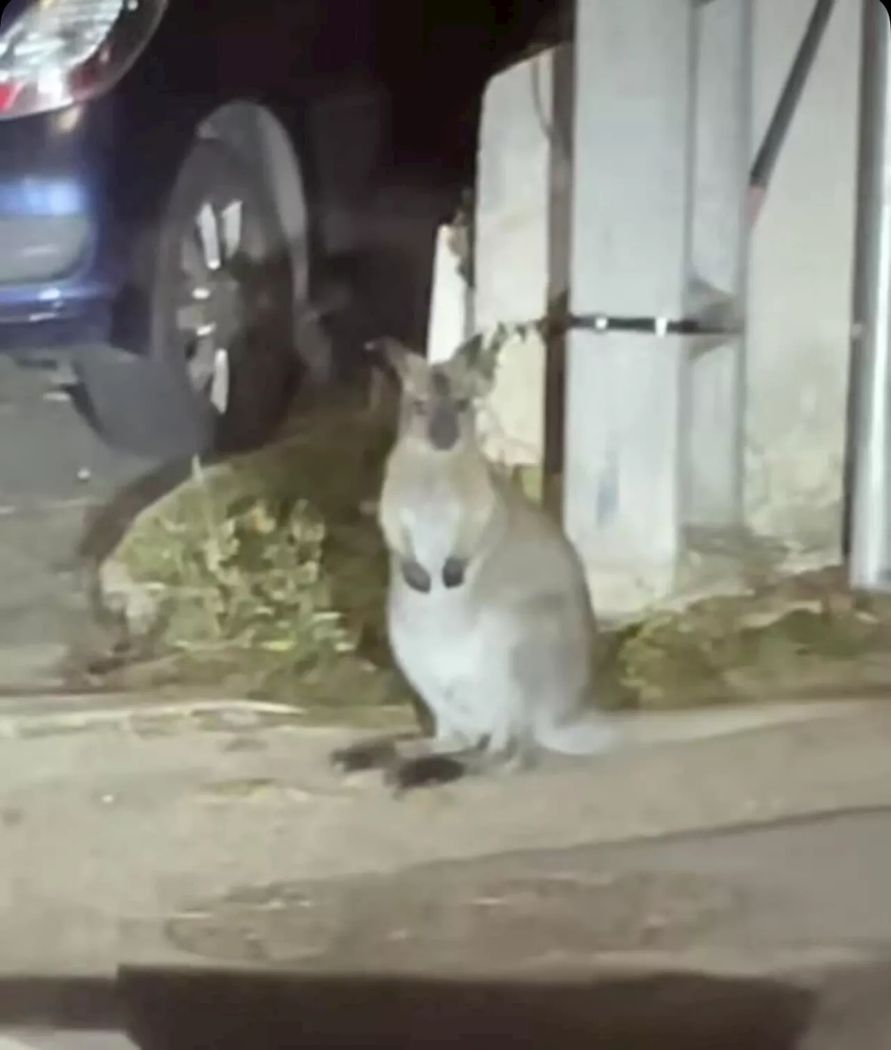 Que faisait ce wallaby en liberté ce week-end dans ce village de la Loire ?