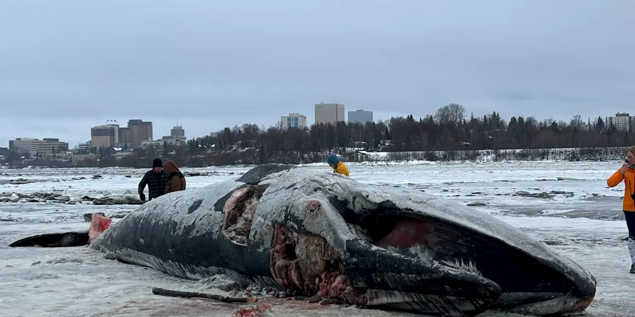 Alaska Native culture bearers bless Cook Inlet Fin Whale