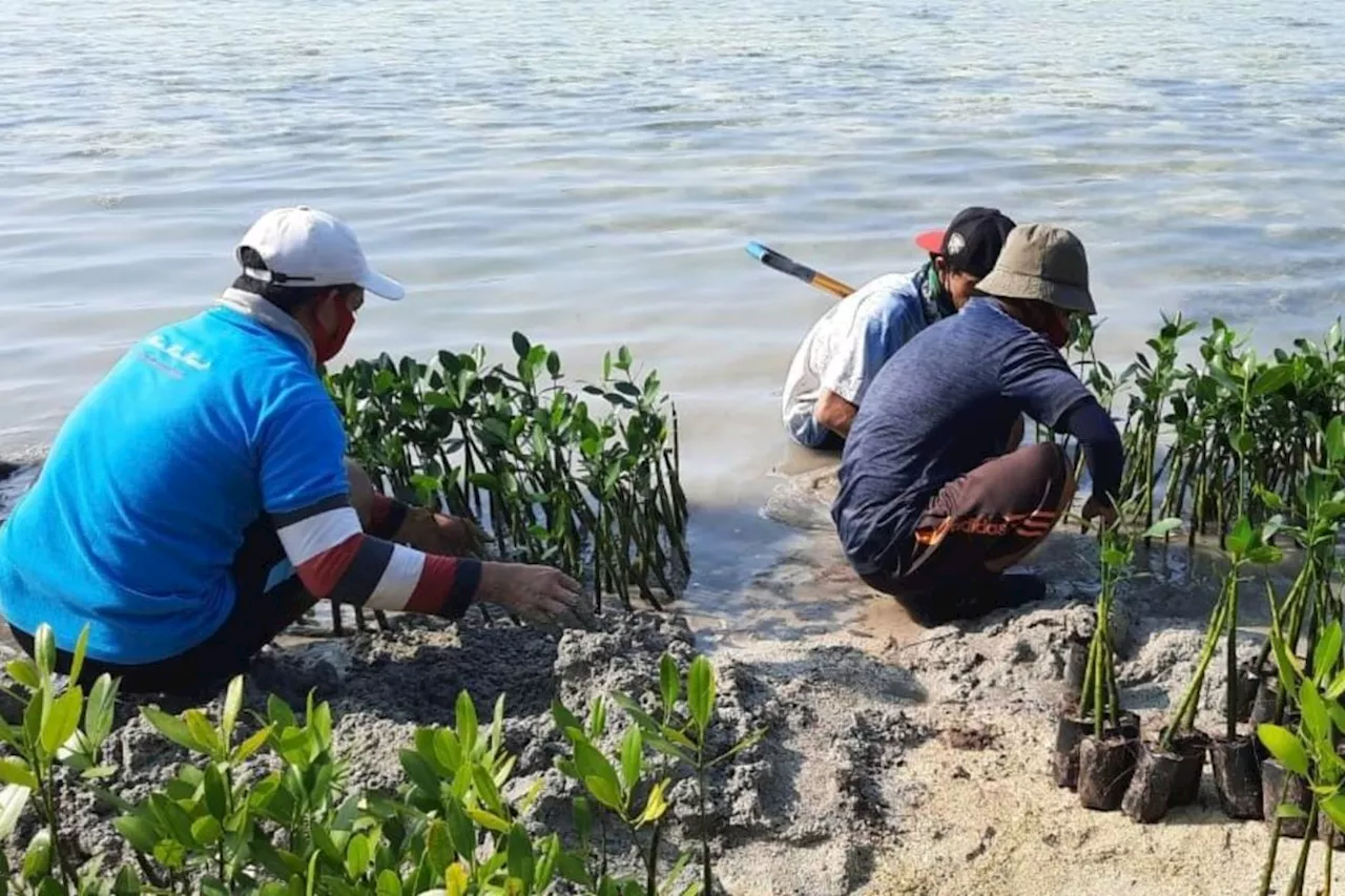 Pemerintah DKI Jakarta Memperbanyak Penanaman Mangrove untuk Melindungi Pantai