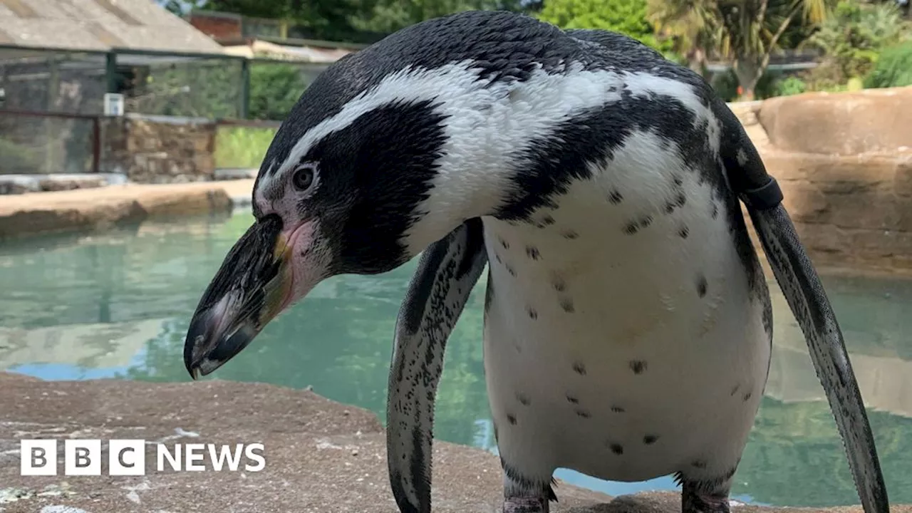 Wildlife park in Cornwall takes precautions against bird flu