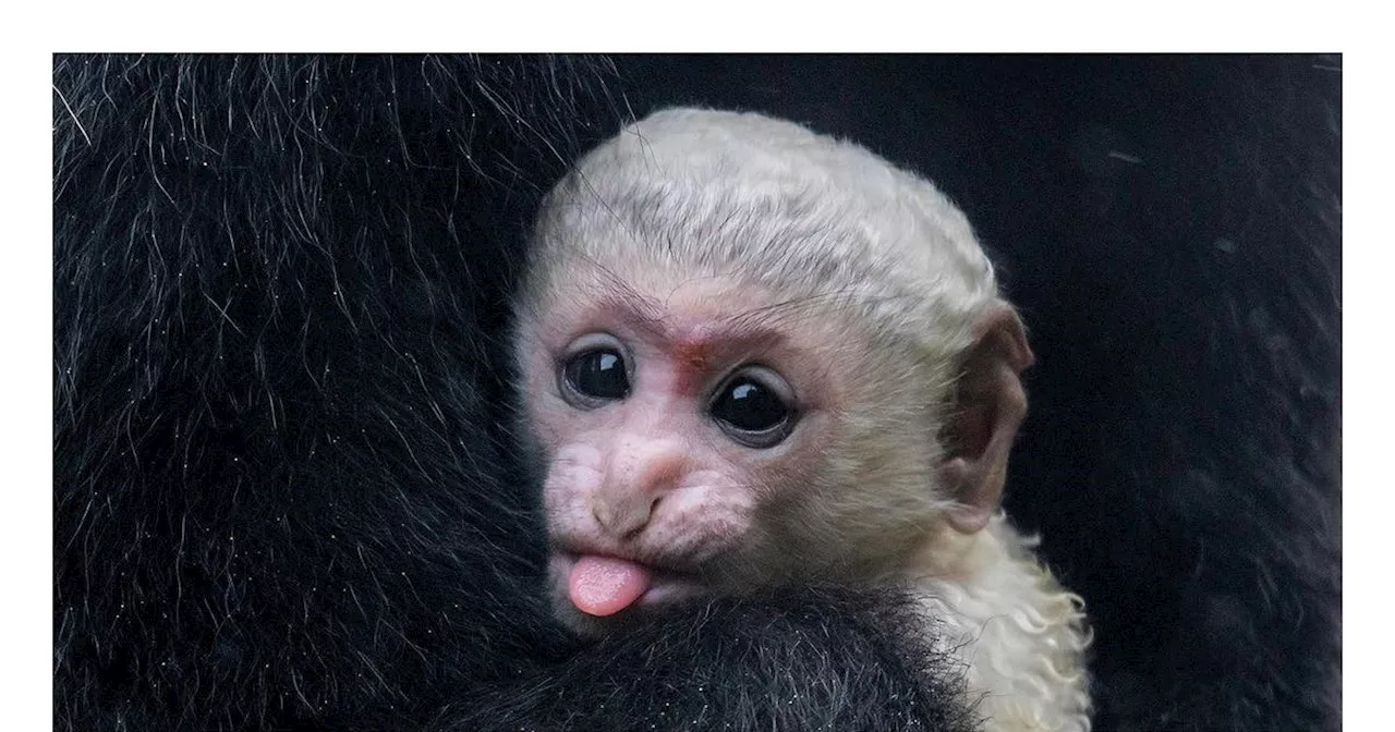 What a cheeky monkey! Belfast Zoo welcomes arrival of Colobus monkey