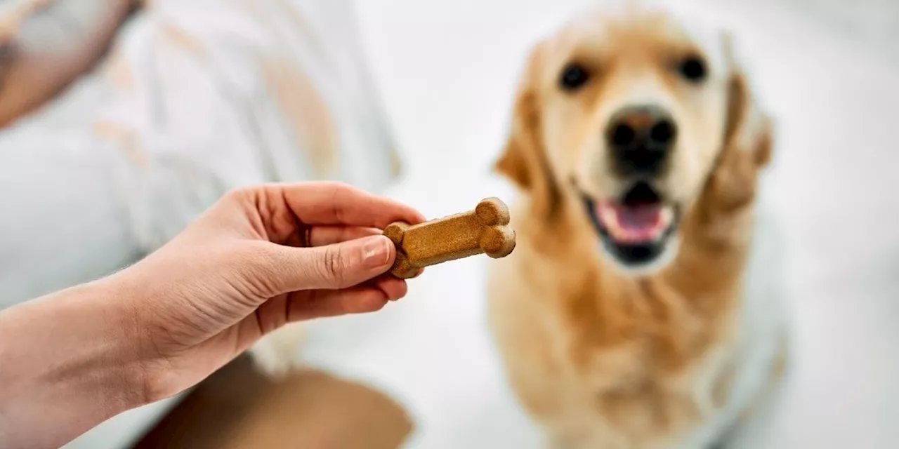 2 Brands of Dog Treats Recalled Over Salmonella Concerns Pets