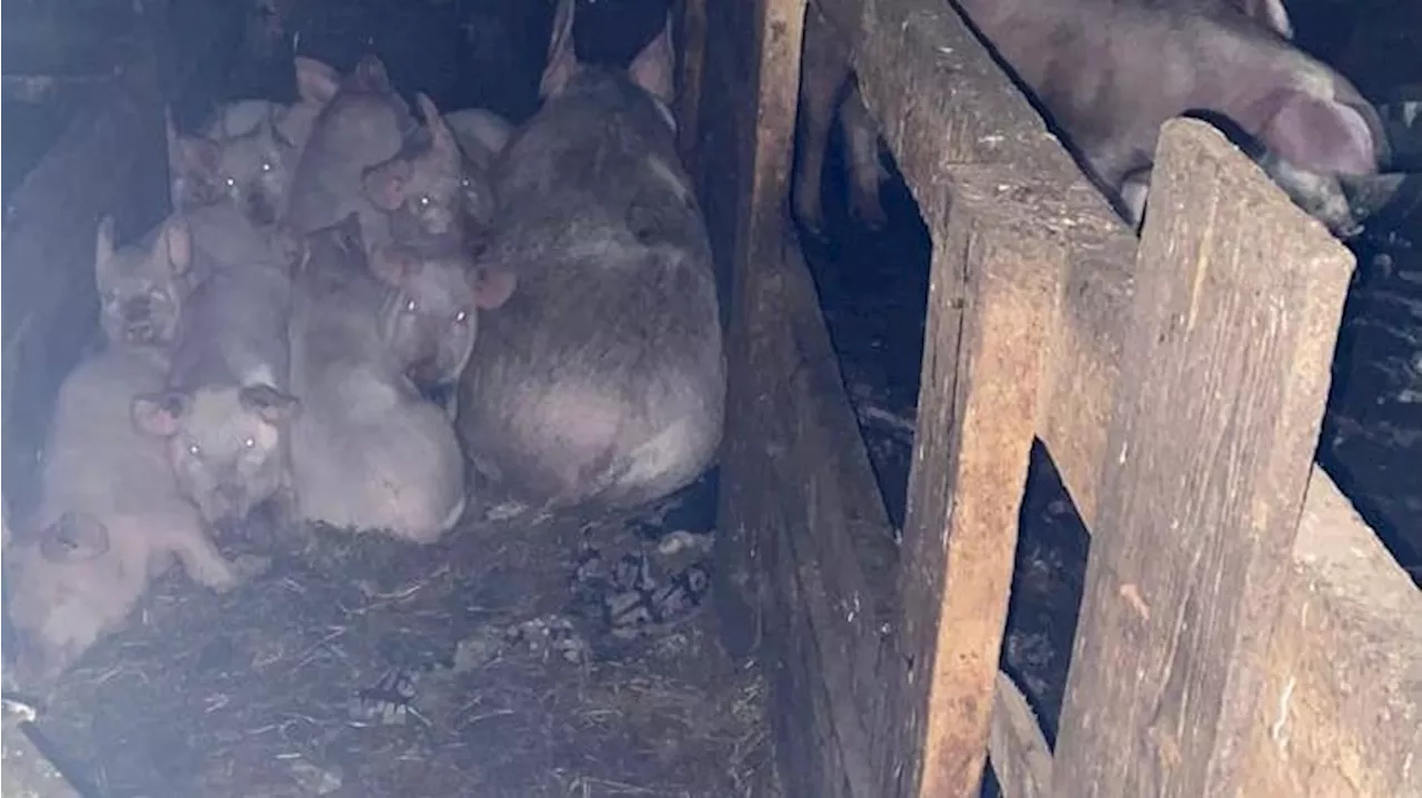 Russisches Teenagerin Opfer tödlicher Angriffe durch Schweine auf Farm