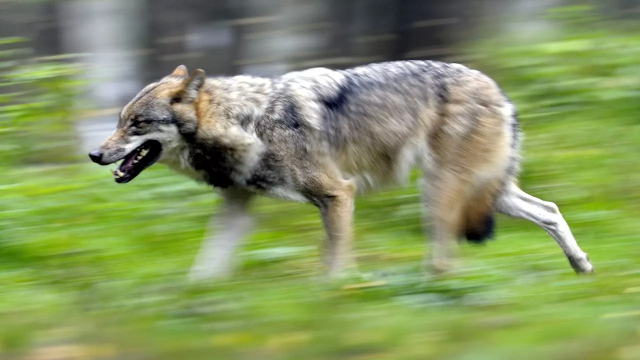 Wolf in Cottbus: Tötungen von Rehen und Rentieren – kein Grund zur Sorge?