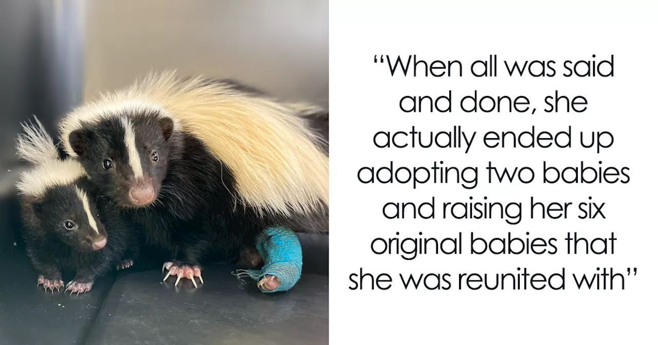 Horribly Injured Mama Skunk Who Lost Her Babies Creates A Beautiful Bond With An Orphan