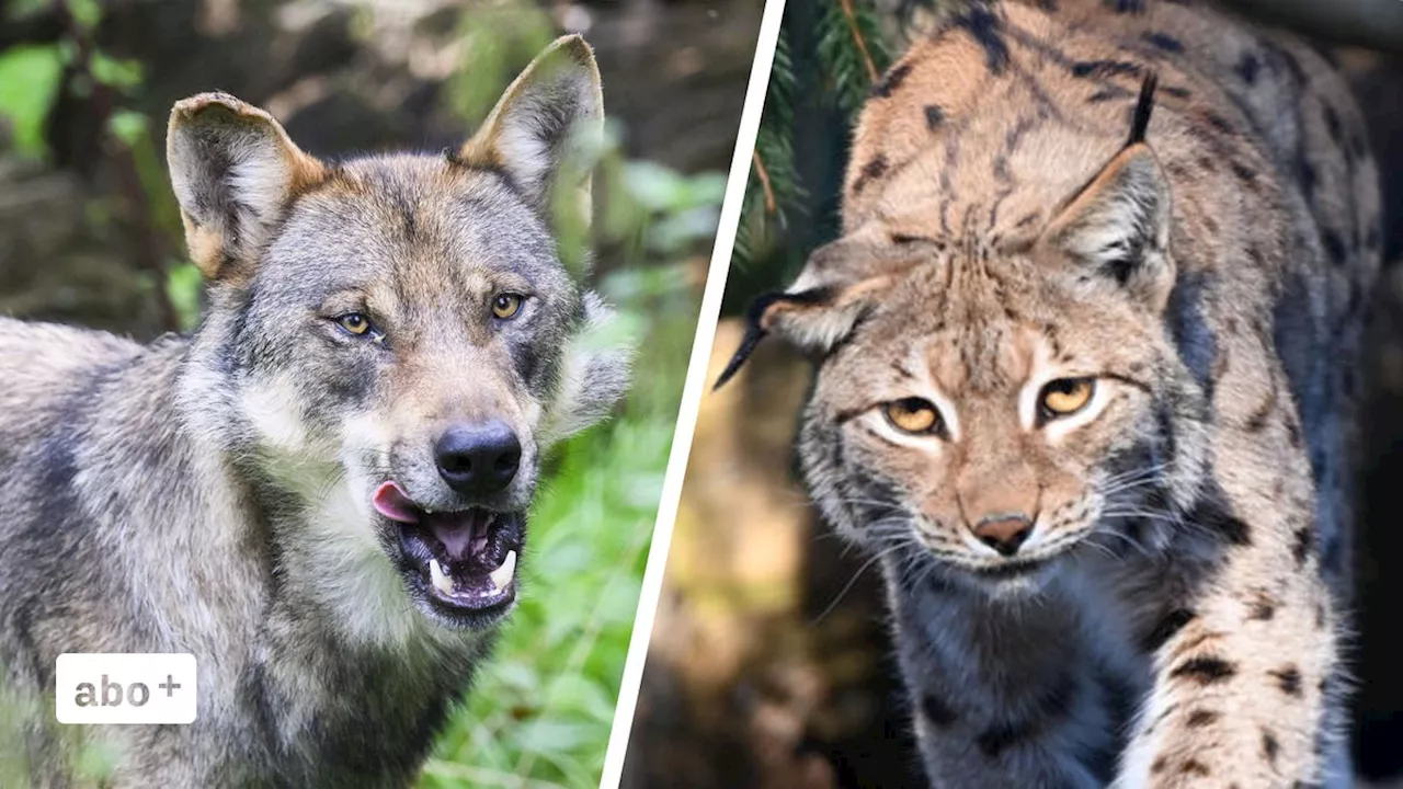 Drei Luchse versehentlich als Wölfe erschossen: Wildhüter meldet Fehler selbstständig an