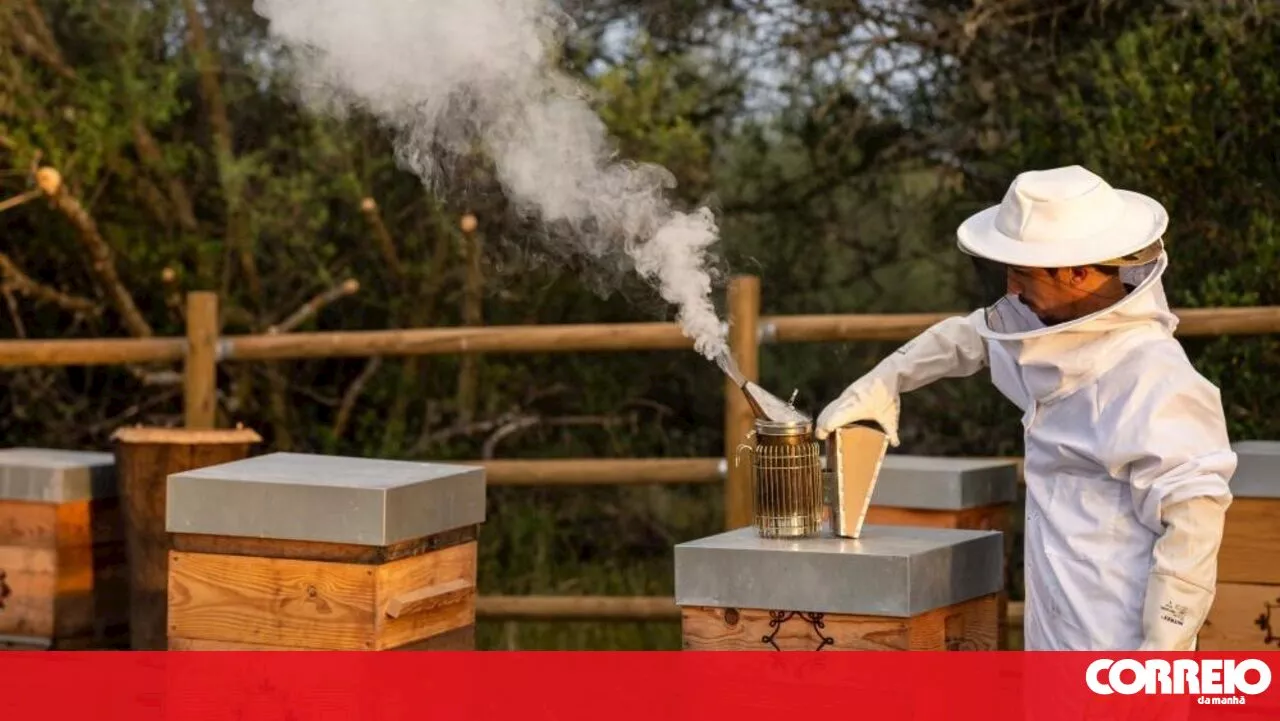 Maior vespa do mundo põe Portugal em alerta