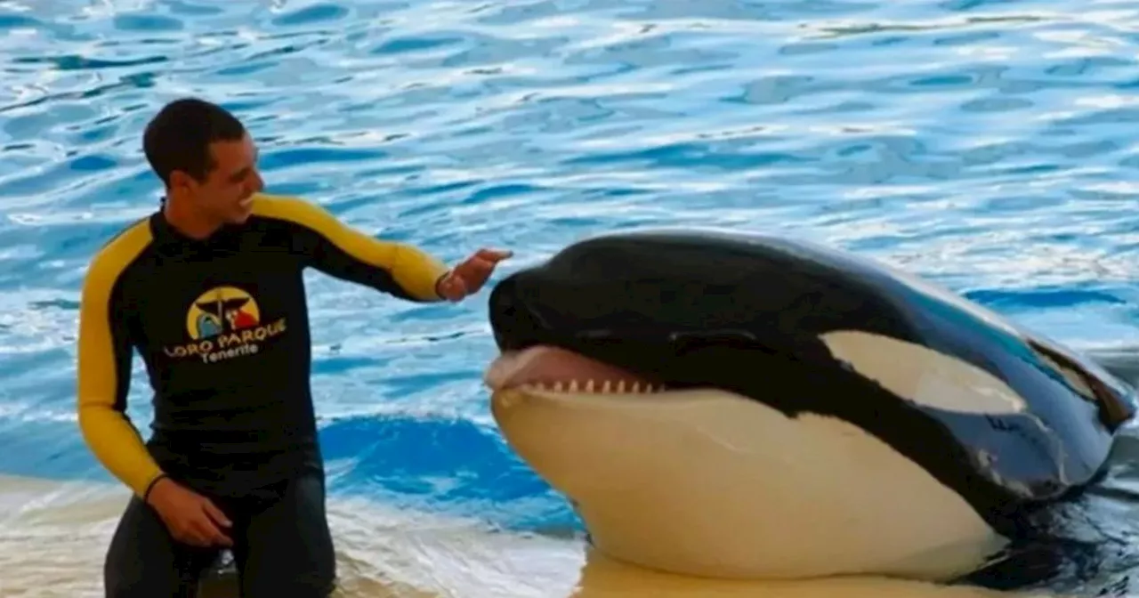 Orca Keto who killed trainer dies after incest with niece