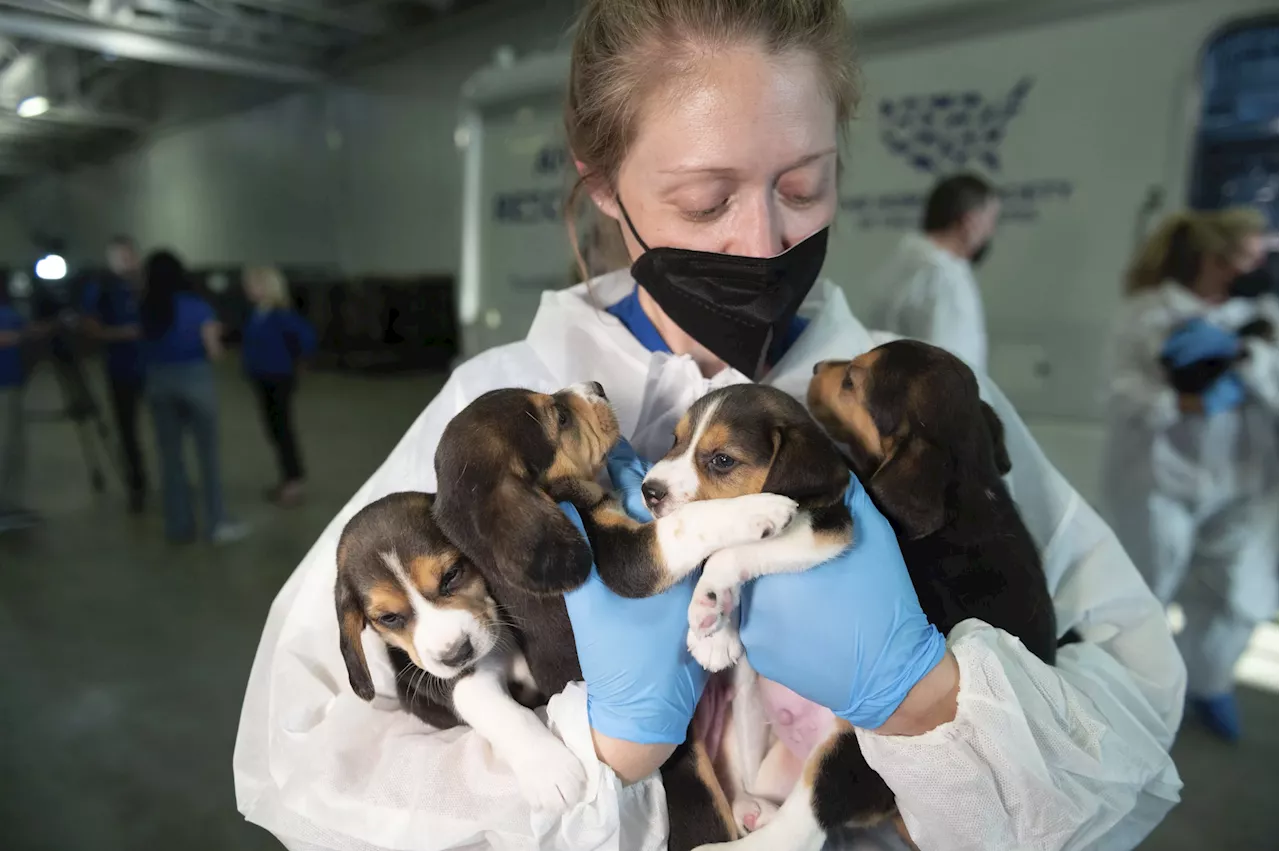 Firm fined for beagle abuse due to staff shortfall got $11 million in PPP funds