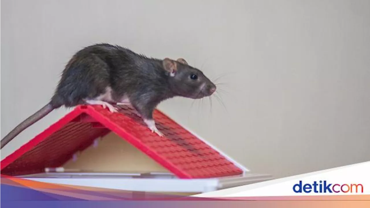 Hati-hati! 5 Jalur Ini Bisa Jadi Akses Masuk Tikus ke Rumah