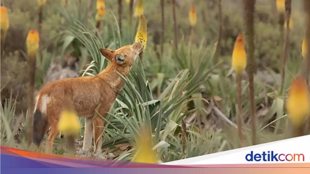 Serigala Langka Ditemukan Memakan Nektar Bunga, Diduga Bantu Penyerbukan