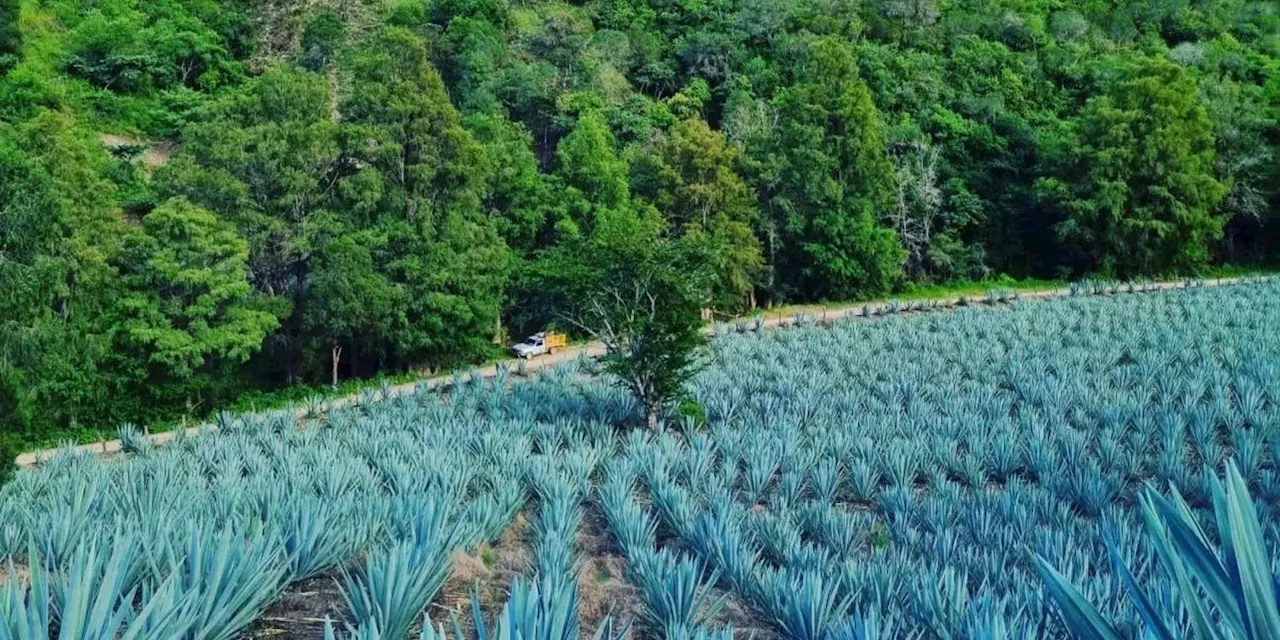 Más de 100 productores obtuvieron certificación Agave Responsable Social