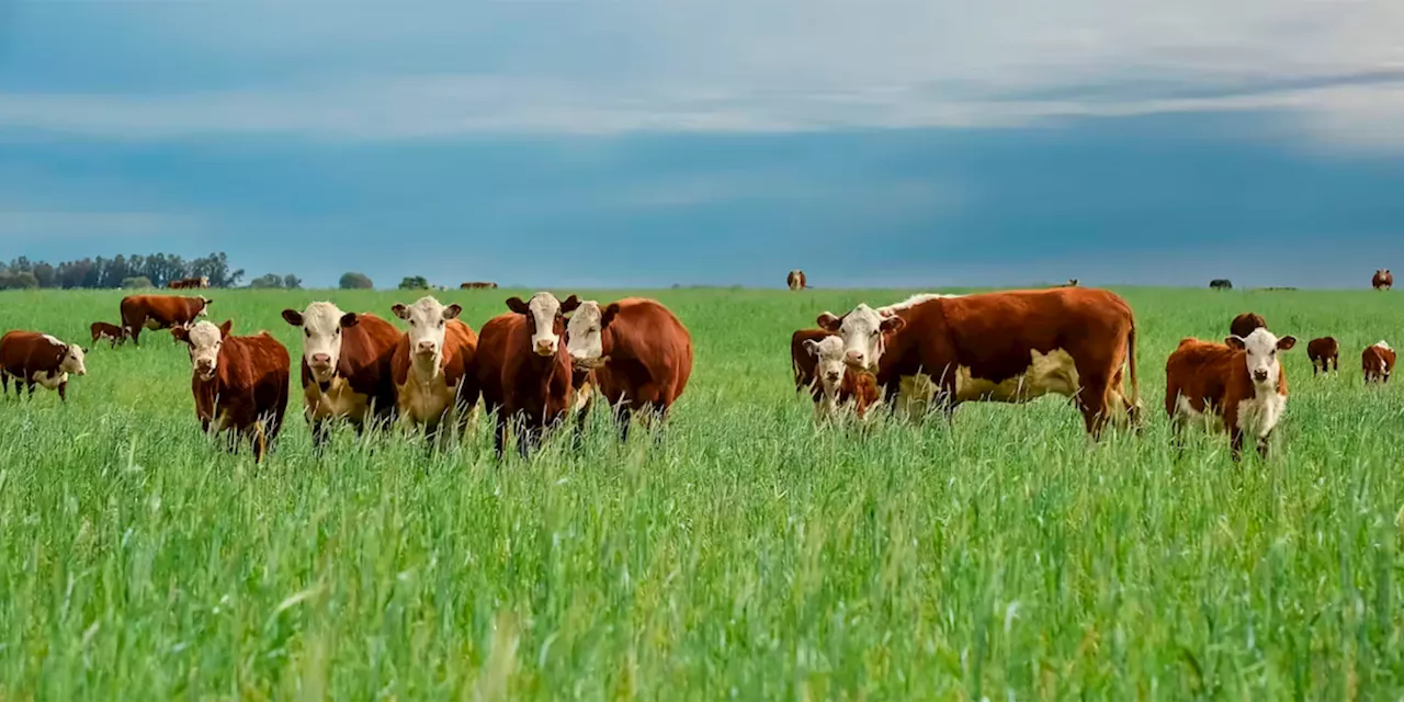 Suspensión de exportaciones de ganado a EU por gusano barrenador reduciría la oferta de carne de res