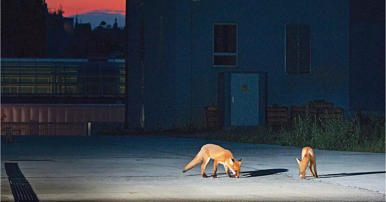 Kleiner Fuchs, große Frage: Wie viel Natur verträgt die Stadt?