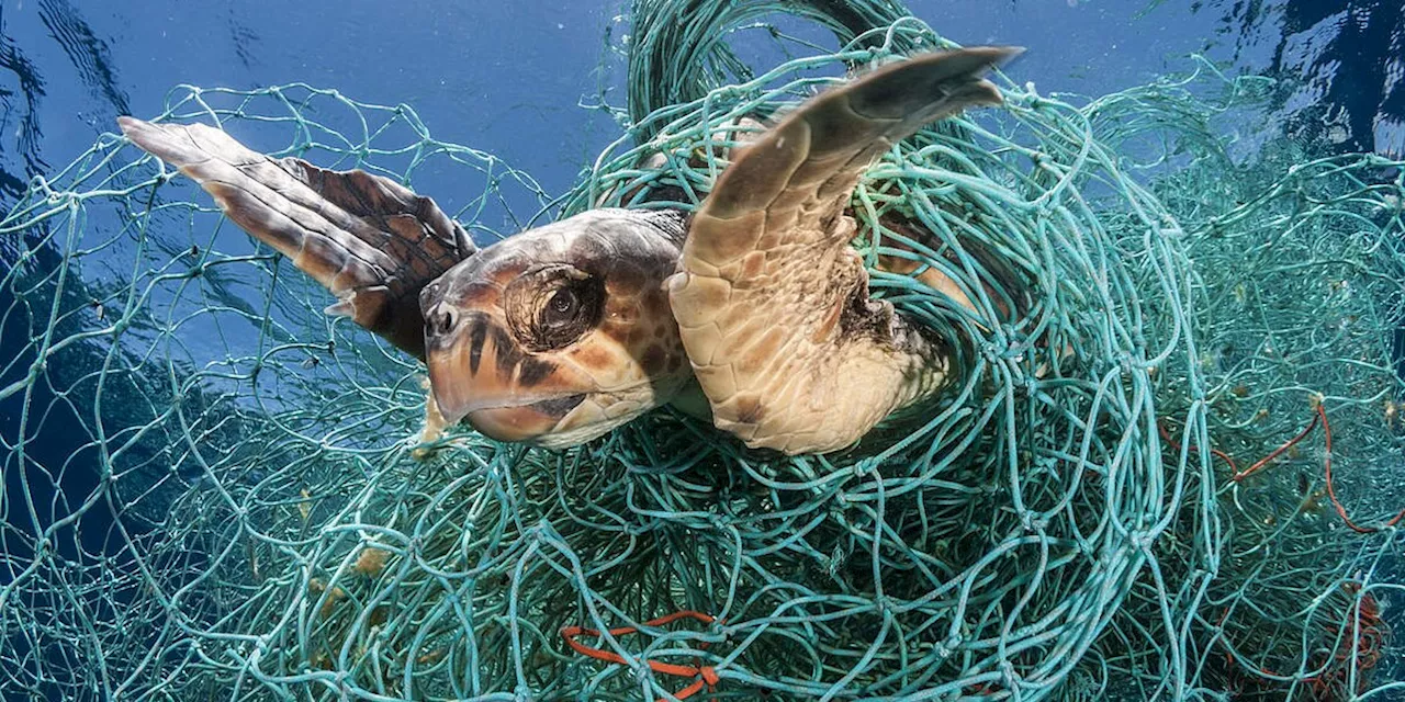 Plastikgipfel in Busan: Mit fest angebundenen Coladeckel gegen die Plastikflut