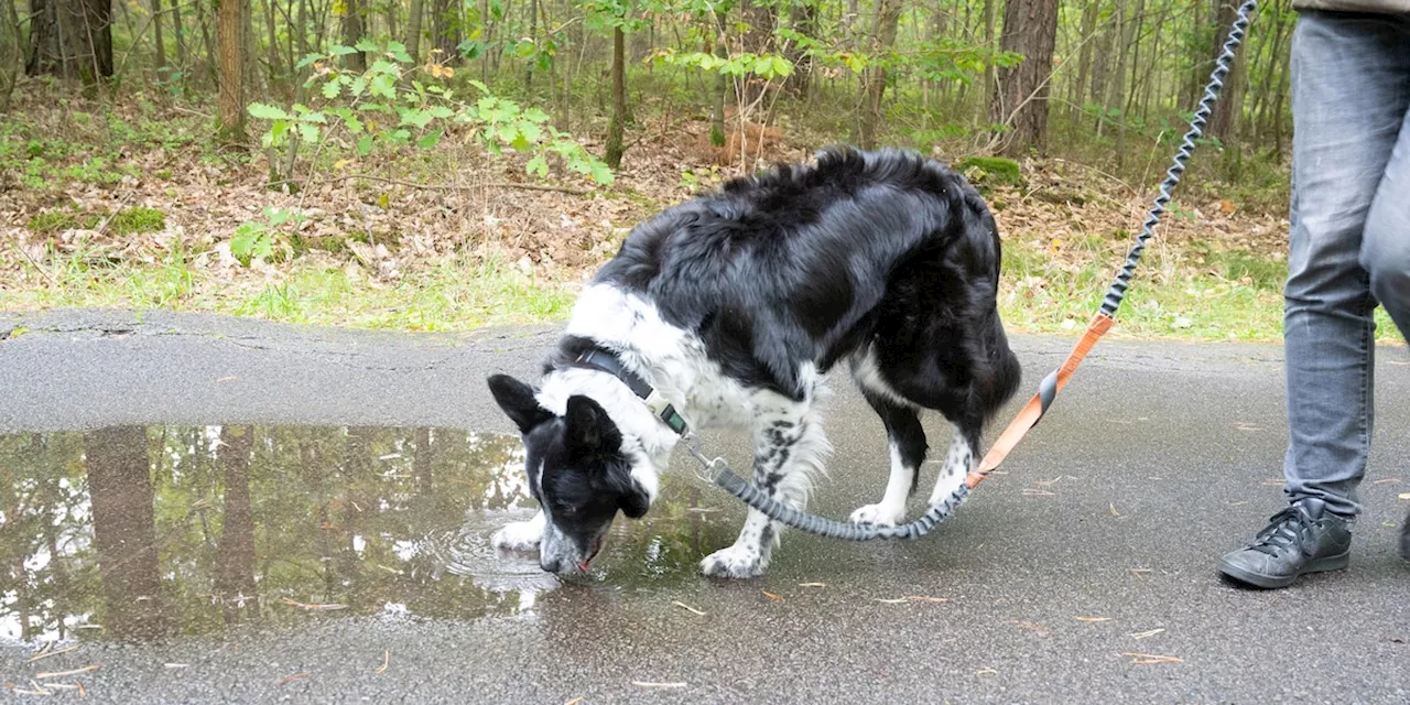 Regen und Schnee: Das passiert, wenn Hunde aus Pfützen trinken