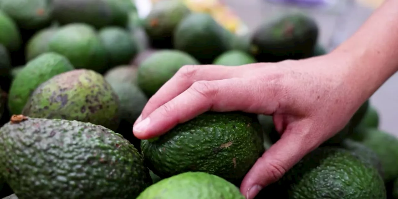 TikTokerin zeigt Schachtel-Trick, mit dem Avocados schneller reifen