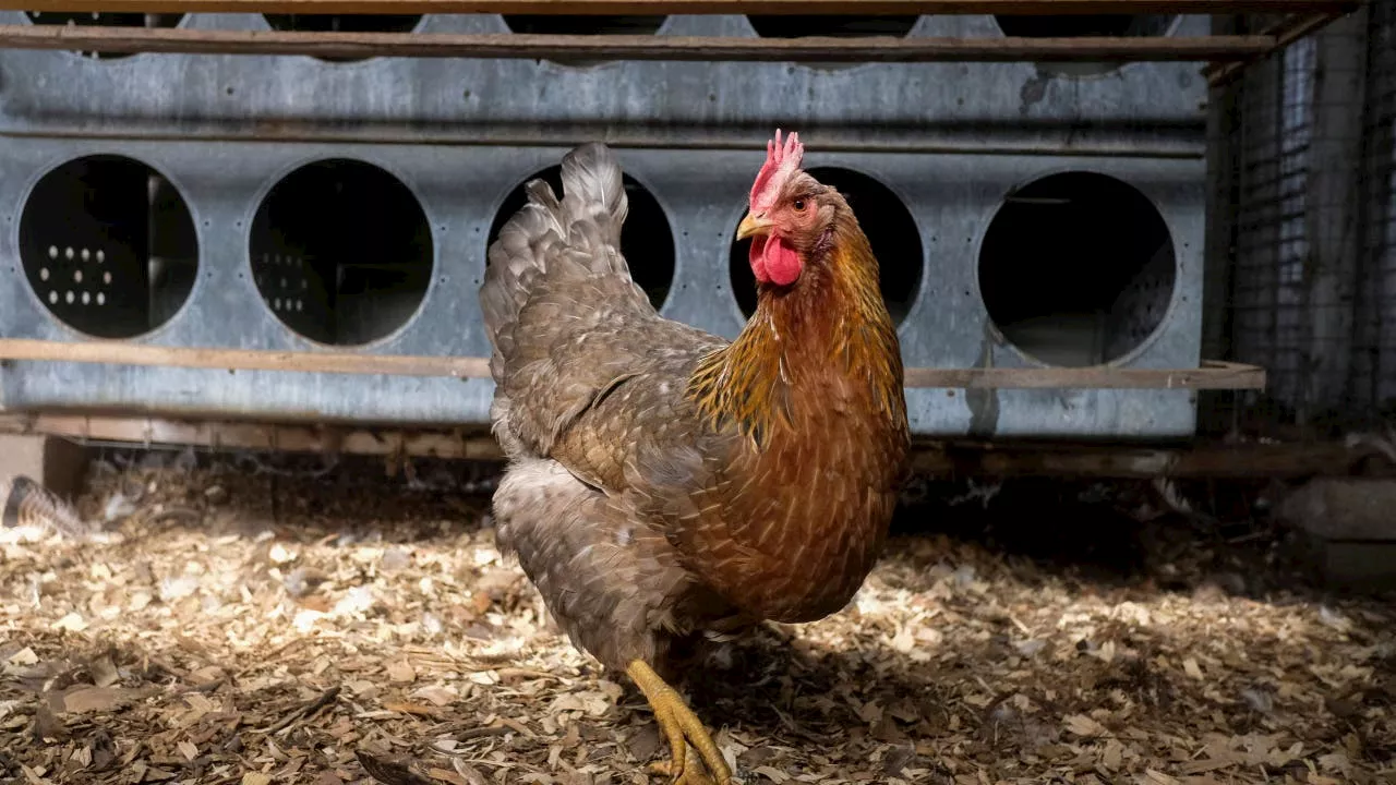 Bird flu detected in Maricopa County, state officials say