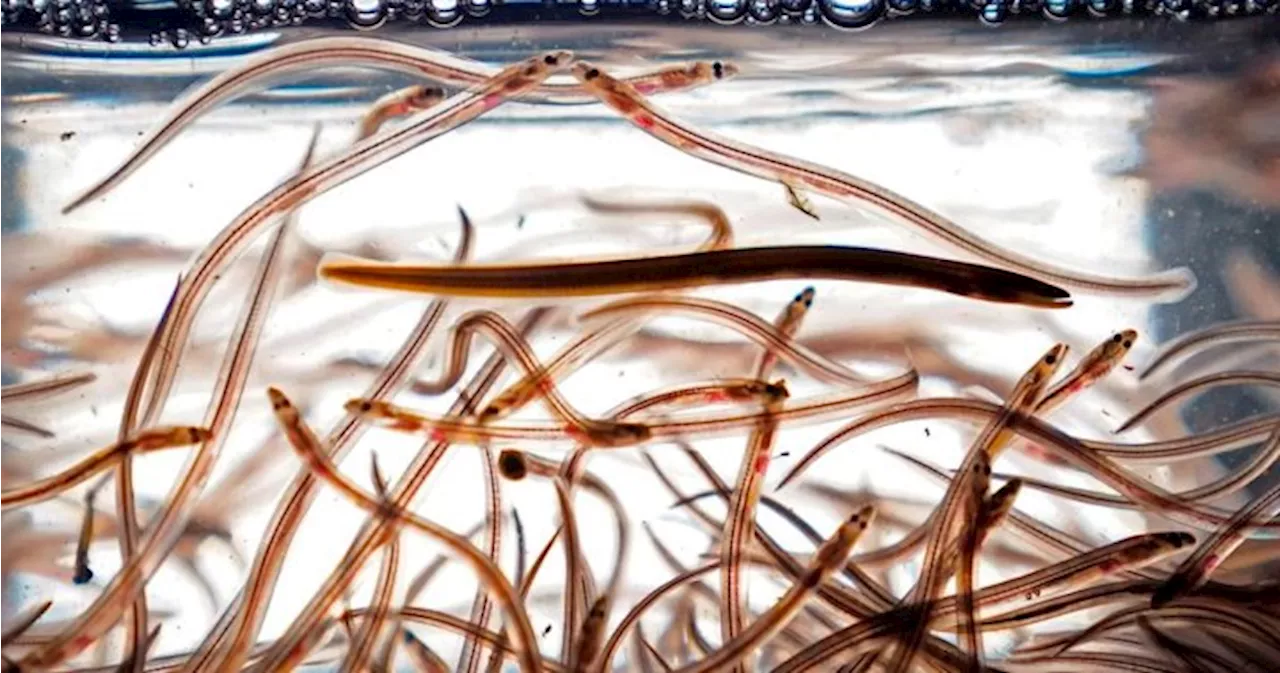 Canada Proposes Pilot Project to Combat Unlicensed Baby Eel Fishing