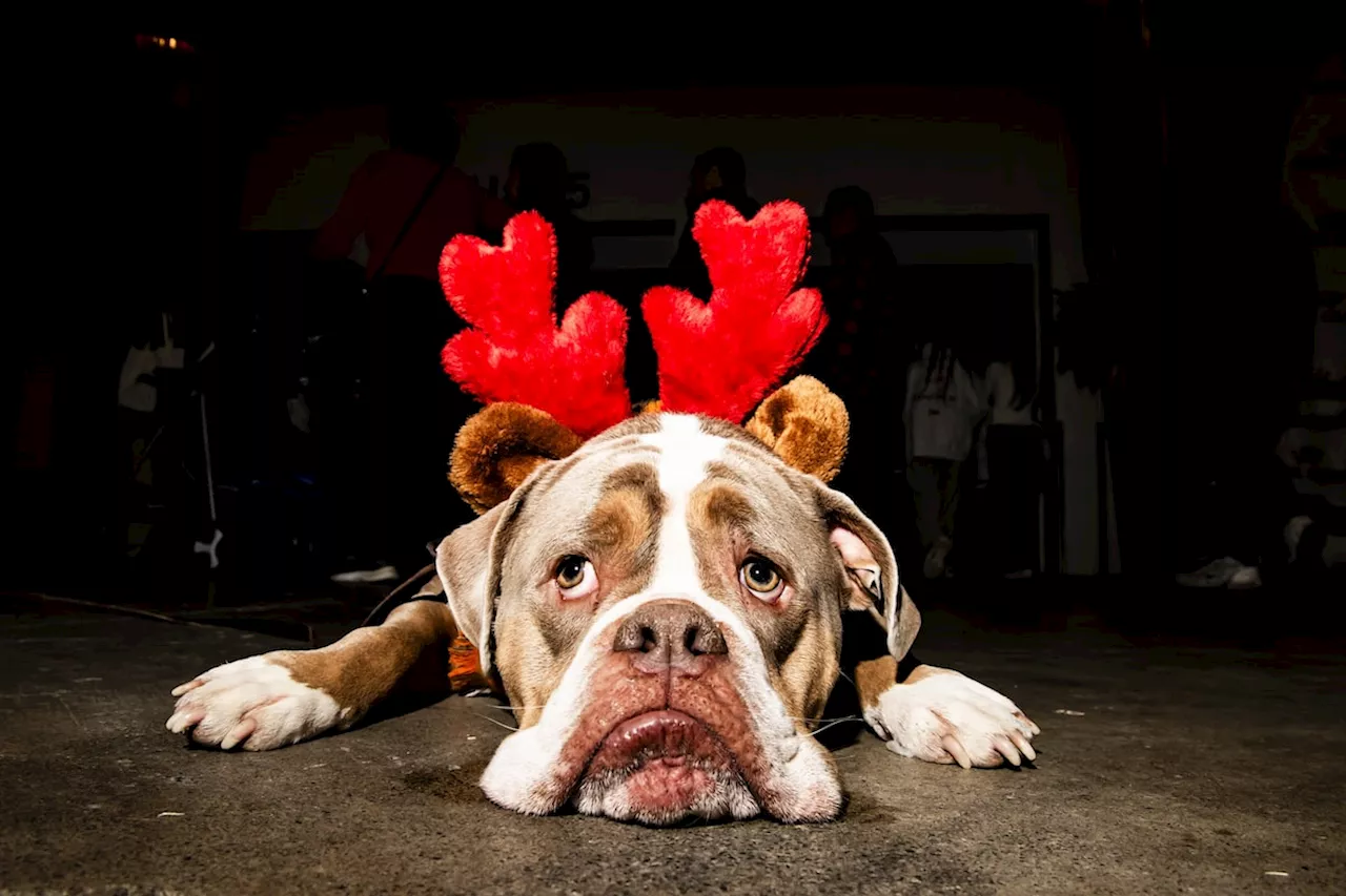 In photos: Meet the festive, fetching pooches of the 2024 Christmas Canadian Pet Expo