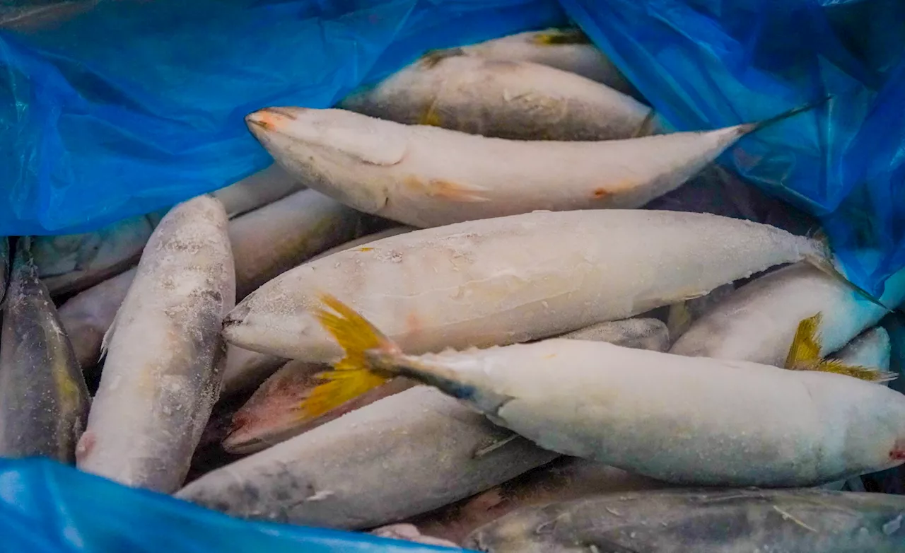 Department of Agriculture Approves Additional Import of Over 8,000 Metric Tons of Frozen Fish