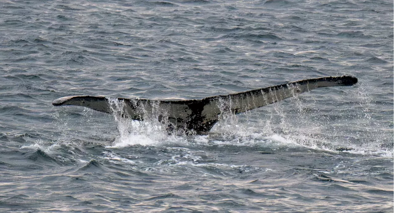 Whale spotted in NYC's East River this week, Coast Guard says