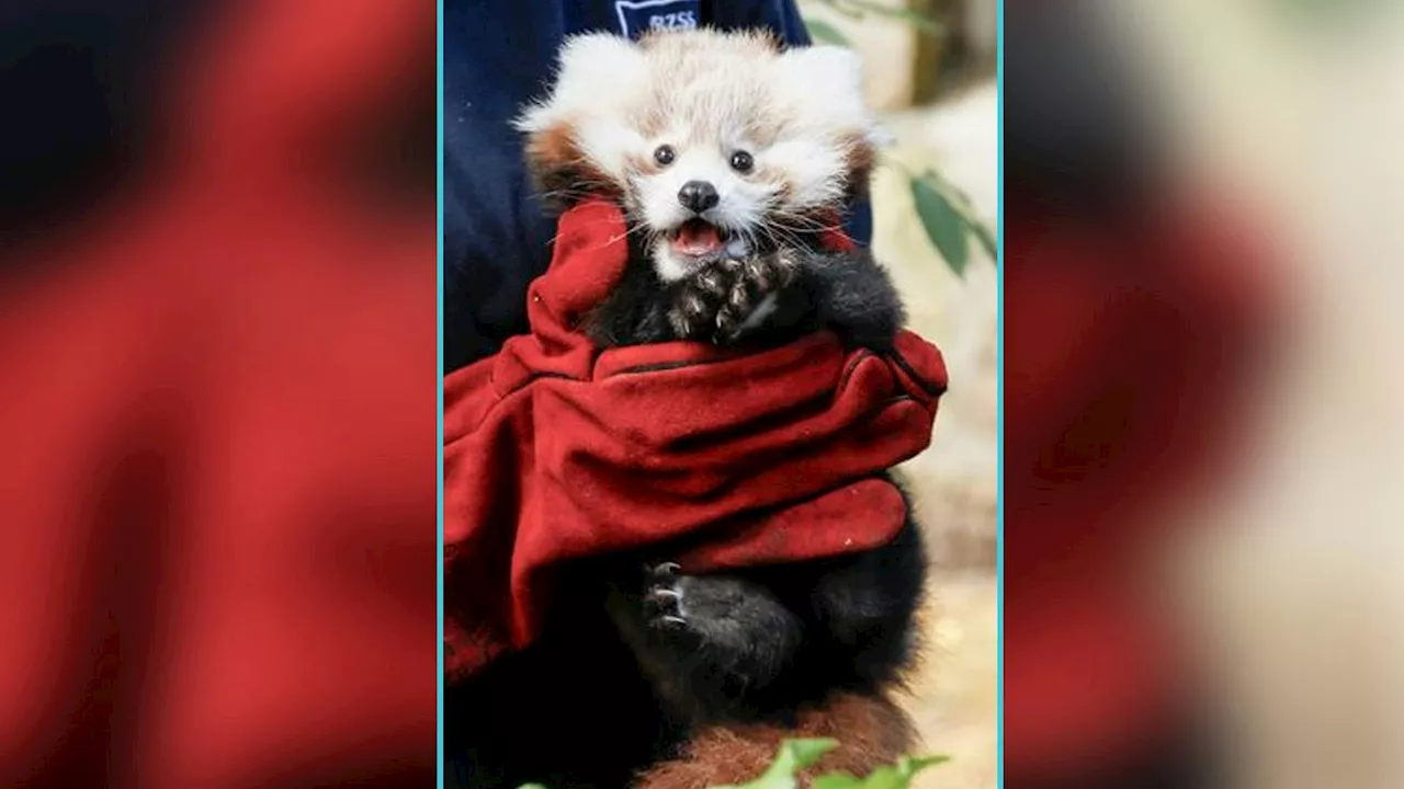 Totes Pandababy! So schlimm ist Feuerwerk für Tiere