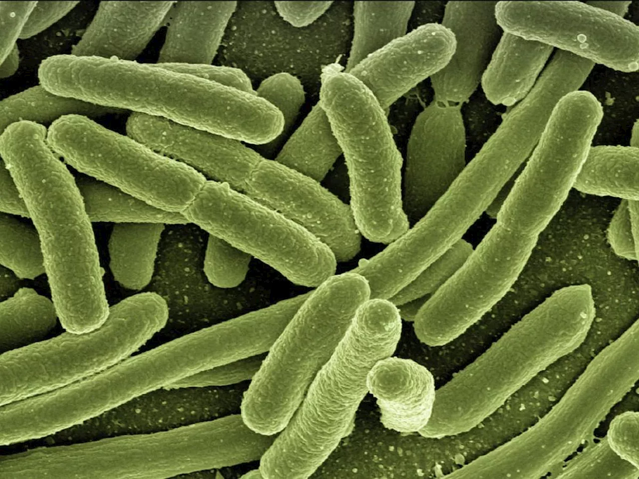 Infezioni e malattie croniche dell'intestino, la svolta del microbiota fecale