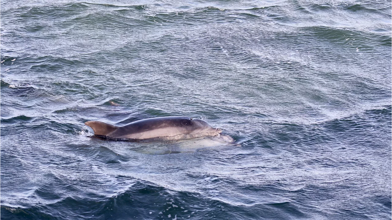 Delfines Sorprenden en el Puerto de Pasaia