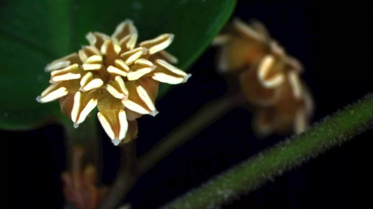 Ancient Flowering Plant Reveals Insights Into Plant Evolution and Reproduction