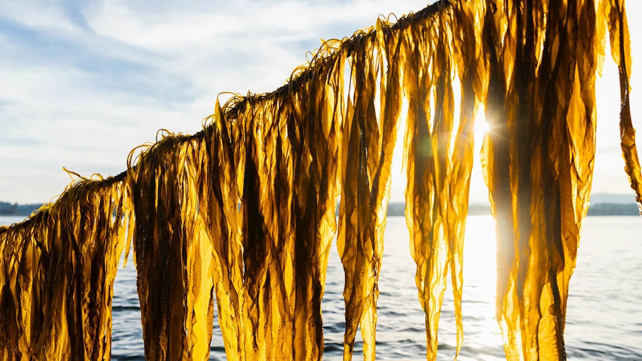 Engineers turn rotten seaweed into car fuel, aim to cut 14 million-ton of CO2