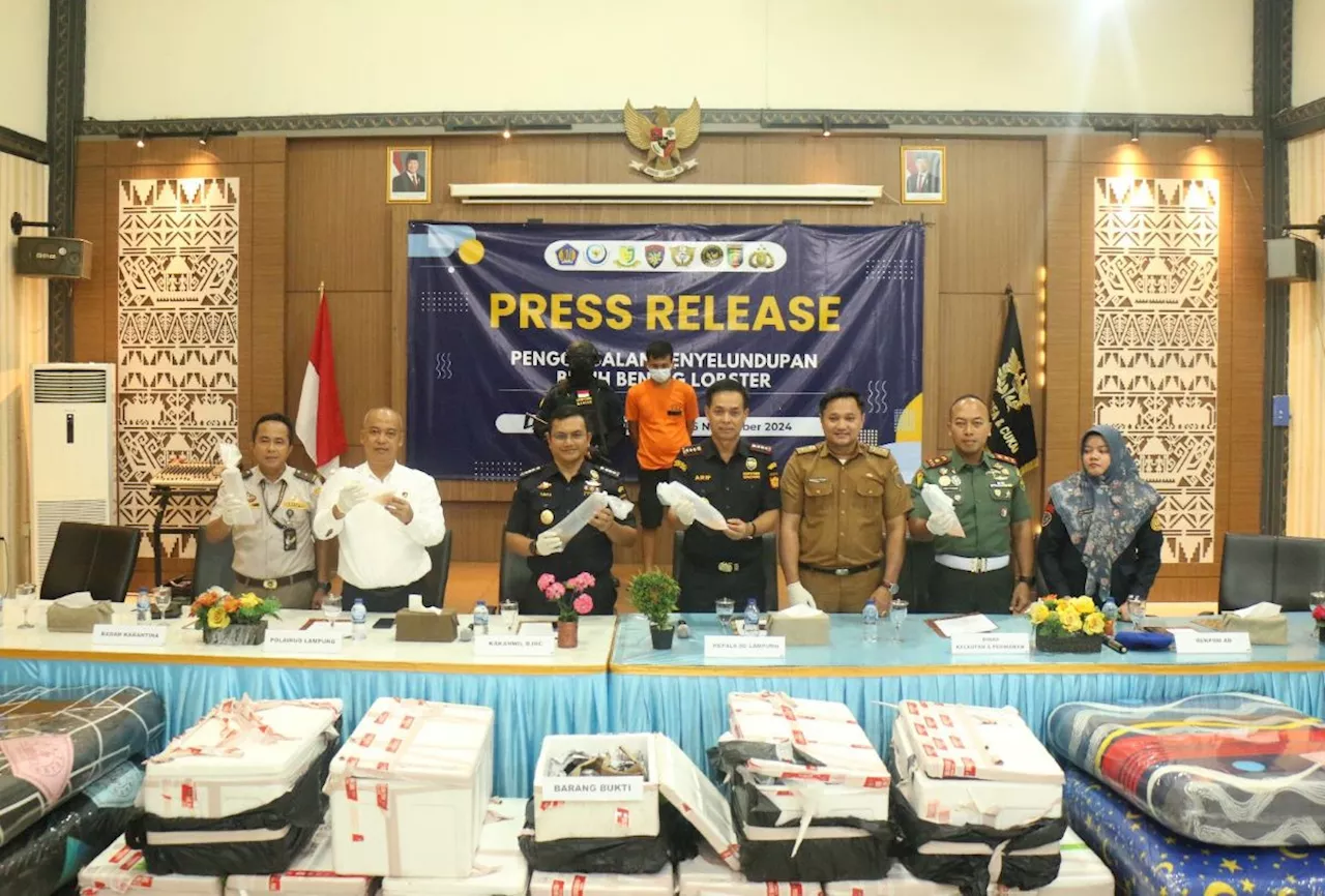 Bea Cukai Bandar Lampung Menggagalkan Pengiriman Benih Lobster Tanpa Izin Seharga Rp 9,1 Miliar