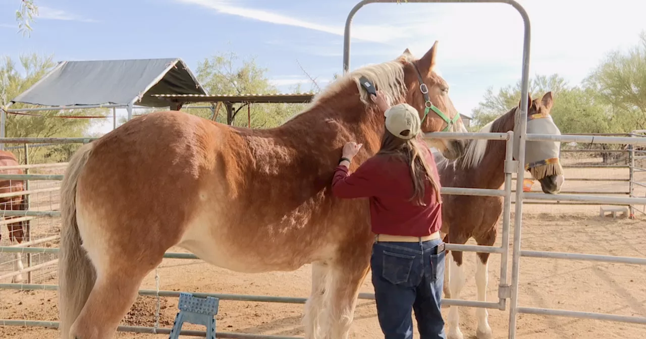 Lend a hand: Westside horse rescue and sanctuary in need of volunteers