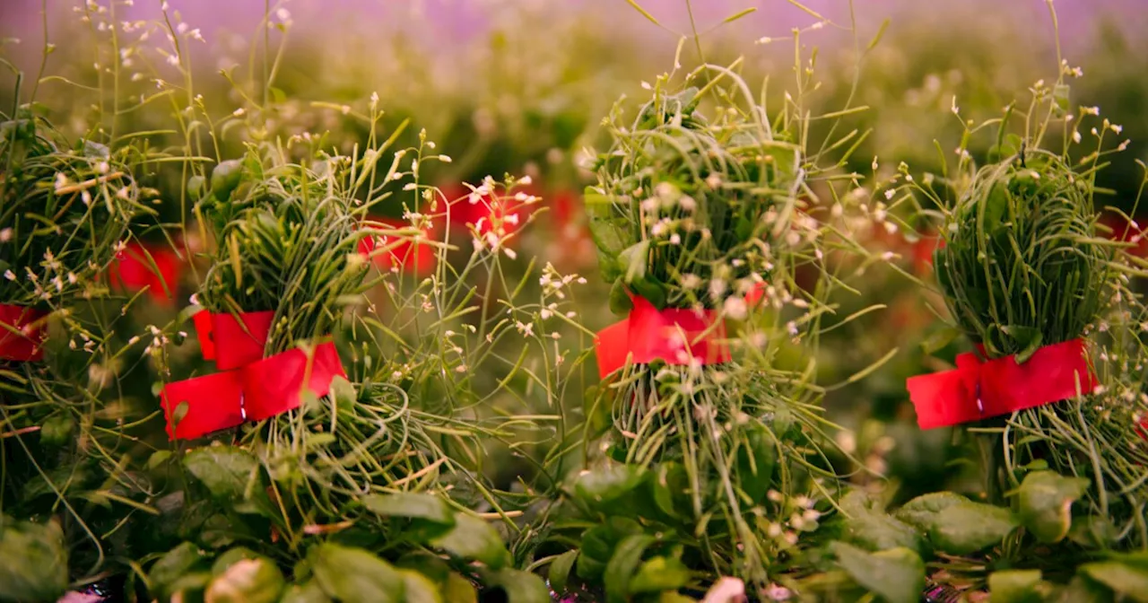 Scientists discover the genetic steps that created hardy, productive plants