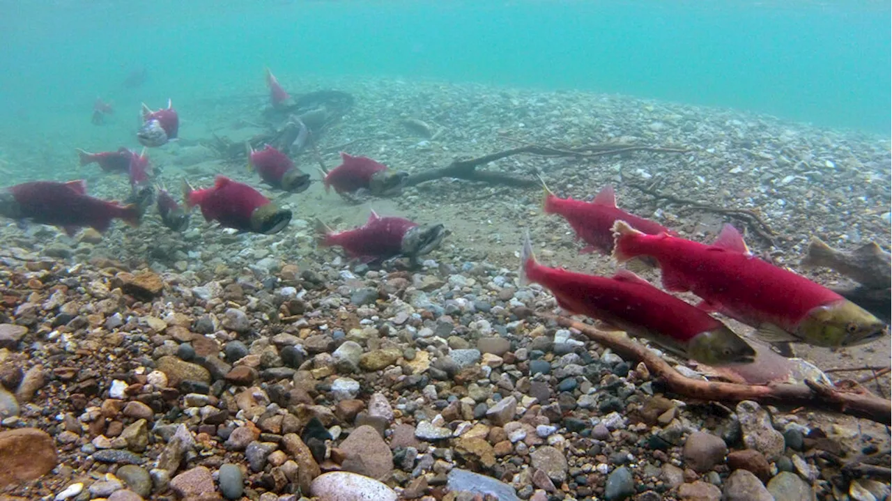 Alaska’s total commercial salmon harvest this year was ultra-low in both quantity and value