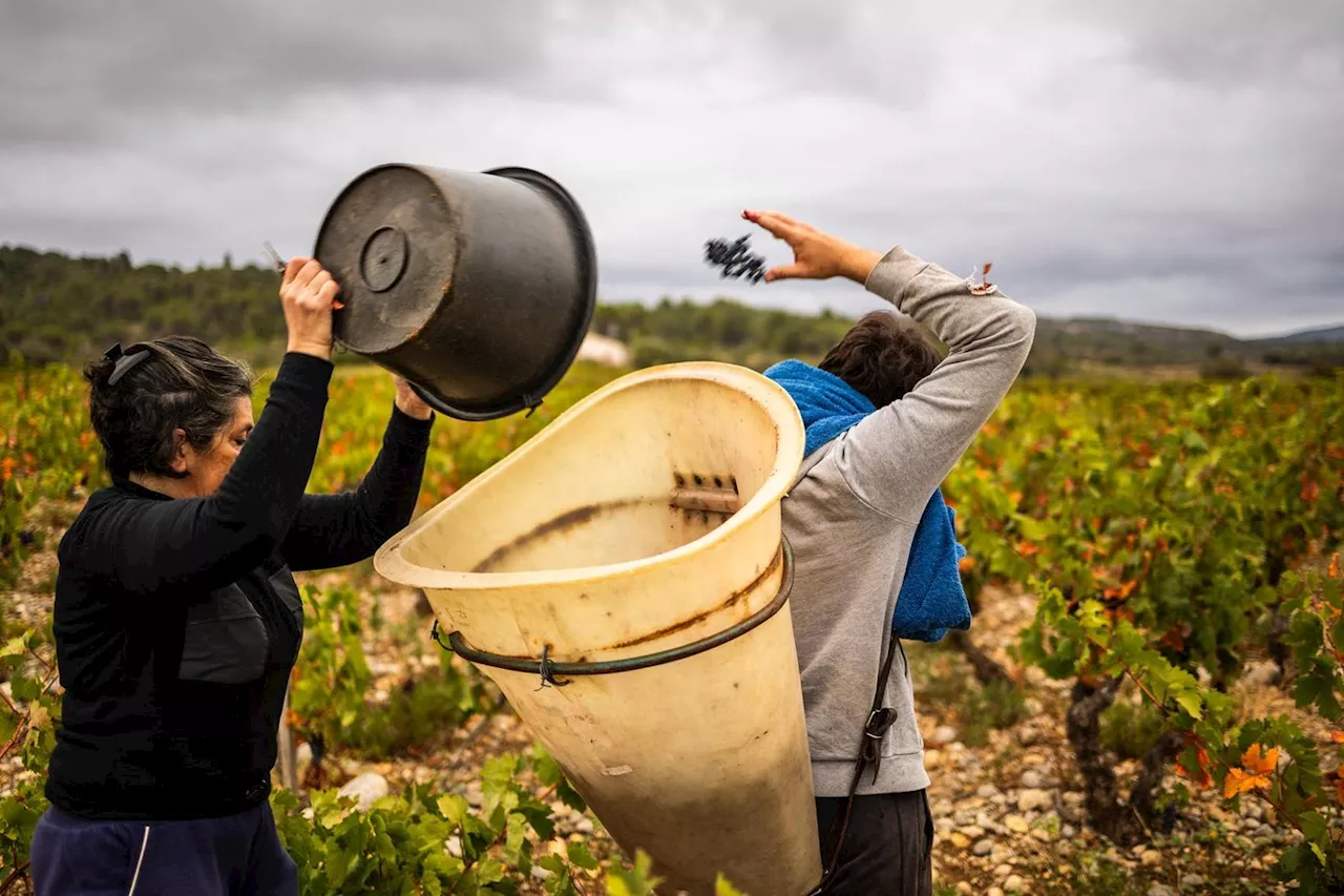 Viticulteurs, produits laitiers… En France, qui défend l’accord avec le Mercosur ?