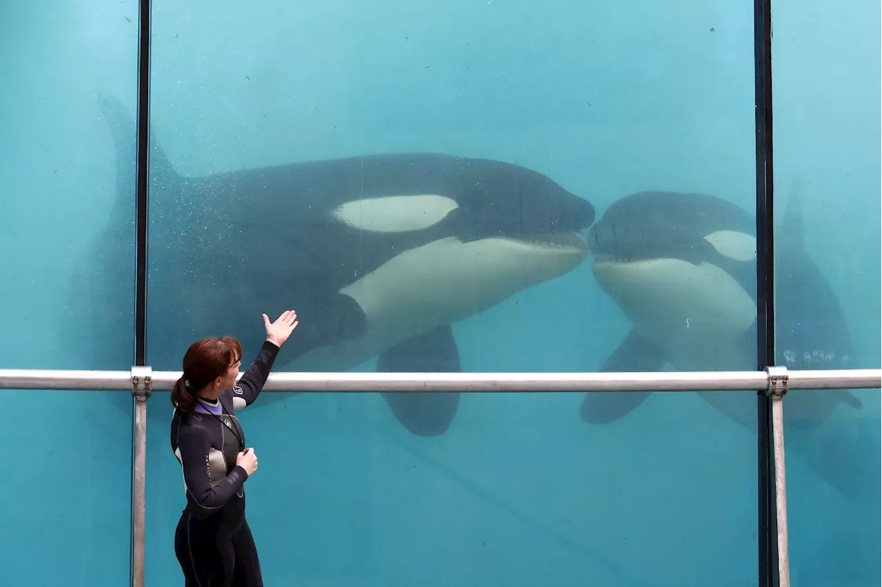 Marineland: le gouvernement s'oppose au transfert de deux orques au Japon