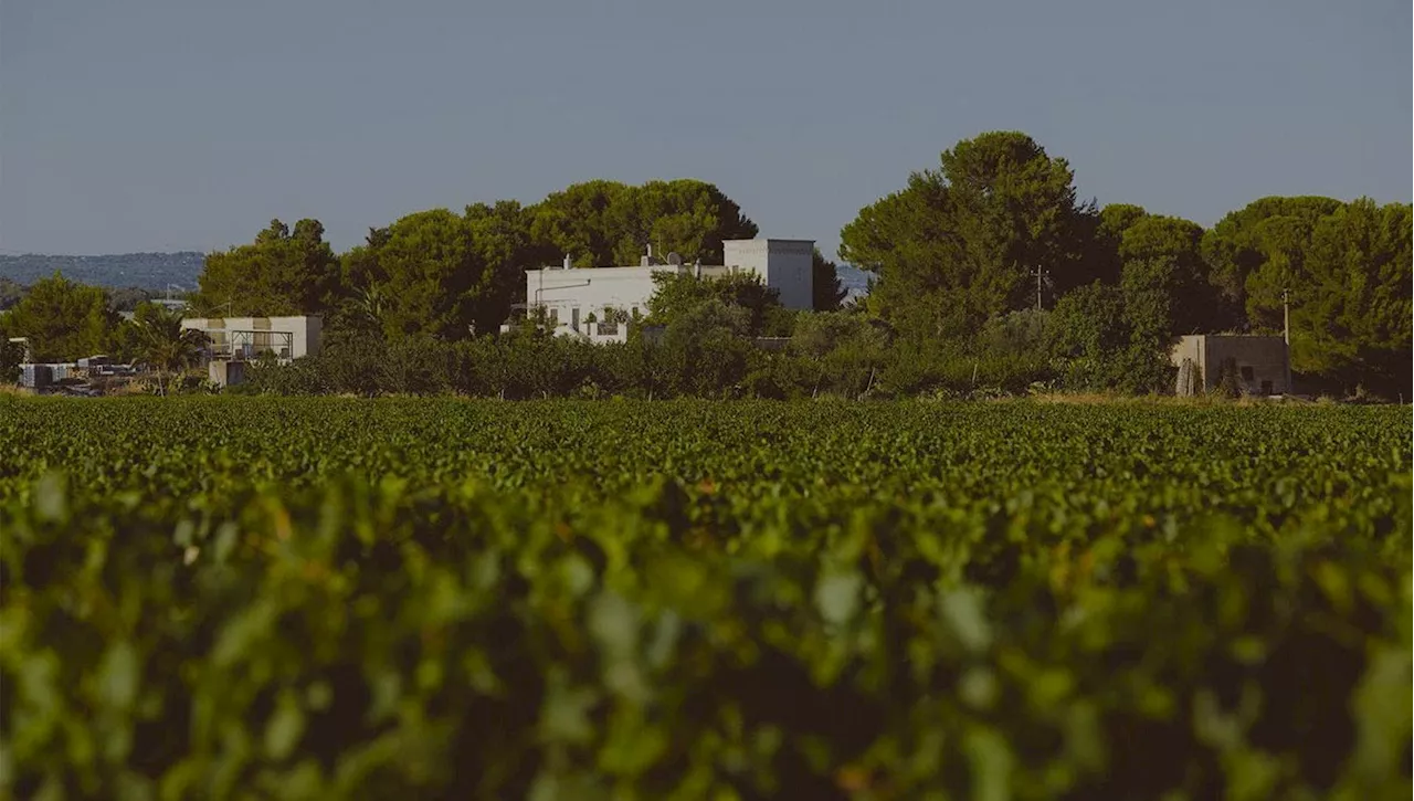 I Campioni del Minutolo: Una Realità Agricola E Vitivinicola Virtuosa Nel Cuore Del Salento