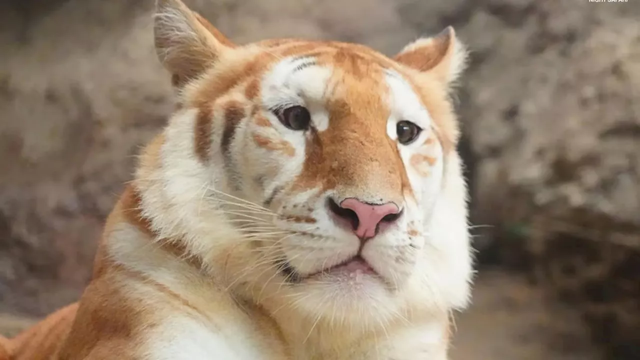 Bayi Macan Emas di Kebun Binatang Thailand Siap Saingi Popularitas Kuda Nil Moo Deng