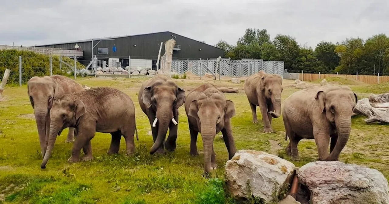 Blackpool Zoo heartbreak as both pregnant Asian elephants lose their babies