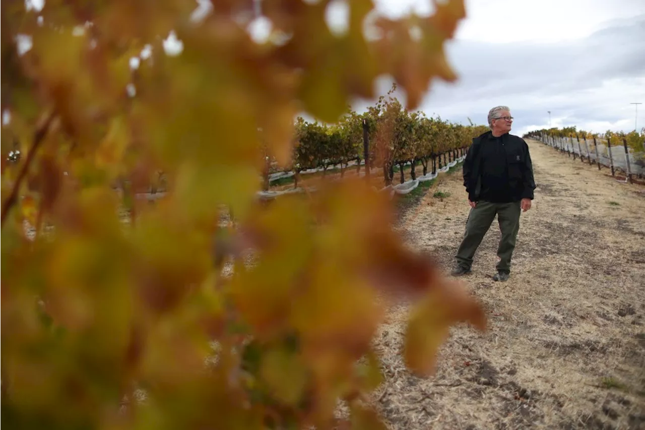 New college program seeks to reinvigorate Livermore Valley as a Bay Area winemaking hotspot