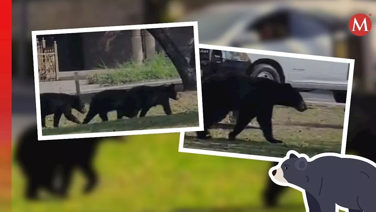 Captan familia de osos en la Colonia San Patricio en el municipio de San Pedro